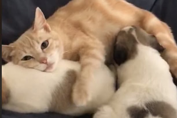 VIDEO Mačka othranila psiće, ovakva ljubav se rijetko viđa